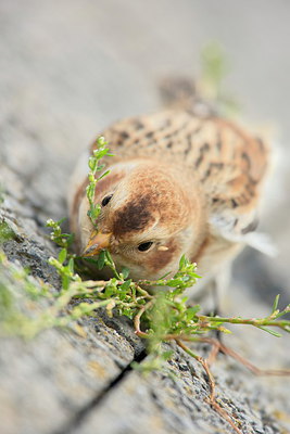 BUITEN BEELD Foto: 263170