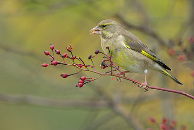 BUITEN BEELD Foto: 263171