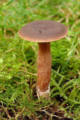 BUITEN BEELD Foto: 263179