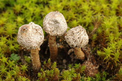 BUITEN BEELD Foto: 263182
