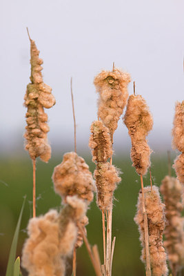 BUITEN BEELD Foto: 263187