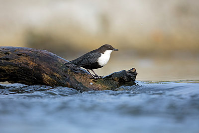BUITEN BEELD Foto: 263189