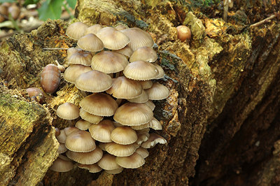 BUITEN BEELD Foto: 263197