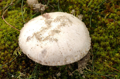 BUITEN BEELD Foto: 263202