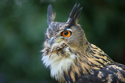BUITEN BEELD Foto: 263222