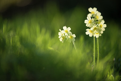 BUITEN BEELD Foto: 263225