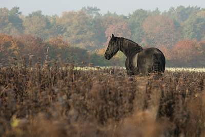 BUITEN BEELD Foto: 263228