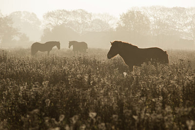 BUITEN BEELD Foto: 263235