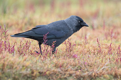 BUITEN BEELD Foto: 263247