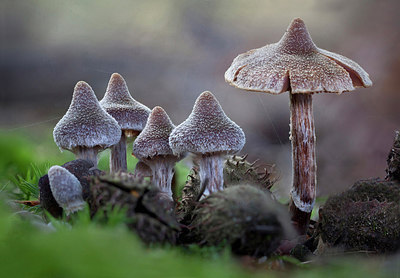 BUITEN BEELD Foto: 263251
