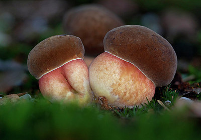 BUITEN BEELD Foto: 263252