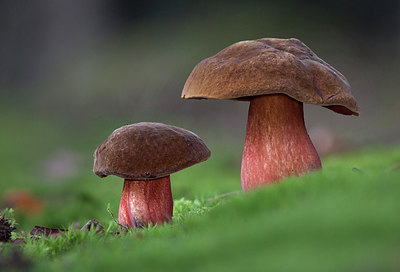 BUITEN BEELD Foto: 263254
