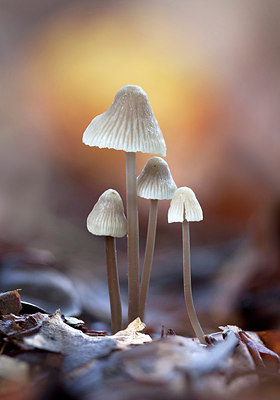 BUITEN BEELD Foto: 263257