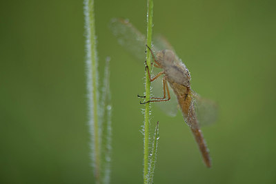 BUITEN BEELD Foto: 263263