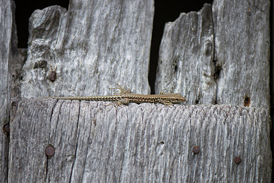 BUITEN BEELD Foto: 263269