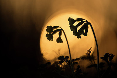 BUITEN BEELD Foto: 263273
