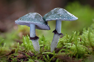 BUITEN BEELD Foto: 263291