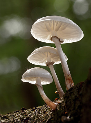 BUITEN BEELD Foto: 263293