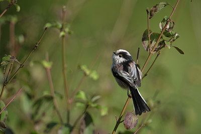 BUITEN BEELD Foto: 263295