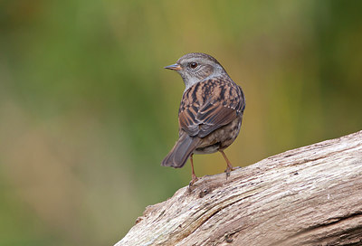 BUITEN BEELD Foto: 263301