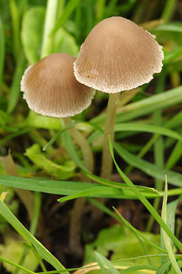BUITEN BEELD Foto: 263304