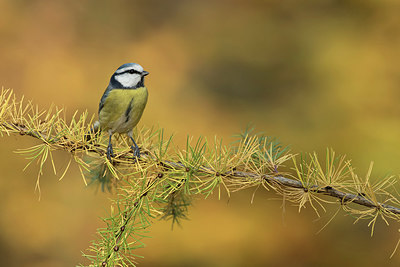 BUITEN BEELD Foto: 263323