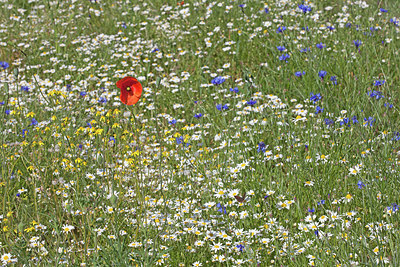 BUITEN BEELD Foto: 263346