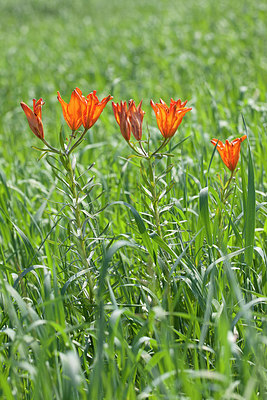 BUITEN BEELD Foto: 263350
