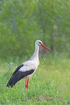 BUITEN BEELD Foto: 263357