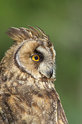 BUITEN BEELD Foto: 263365
