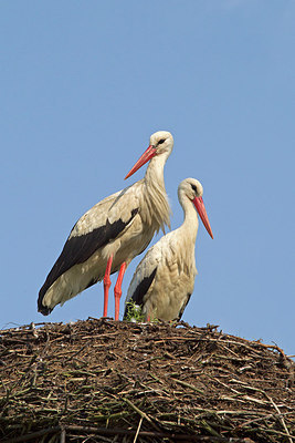BUITEN BEELD Foto: 263370