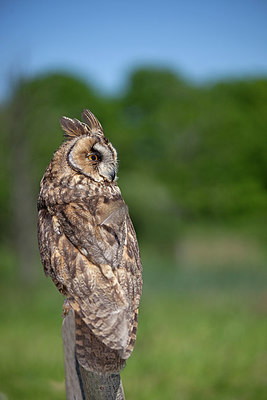 BUITEN BEELD Foto: 263371
