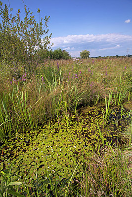 BUITEN BEELD Foto: 263382