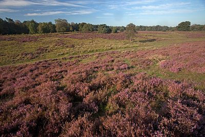 BUITEN BEELD Foto: 263391