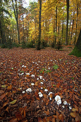 BUITEN BEELD Foto: 263398