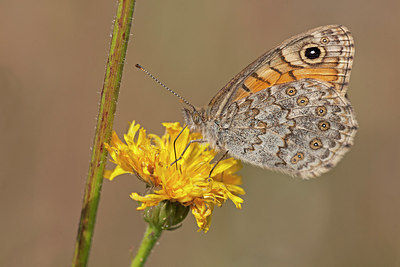 BUITEN BEELD Foto: 263456