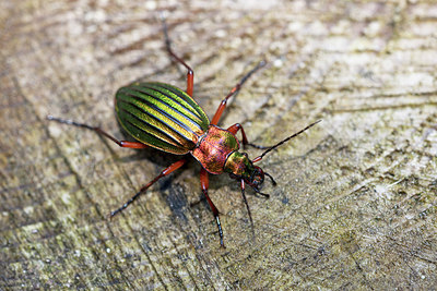 BUITEN BEELD Foto: 263493