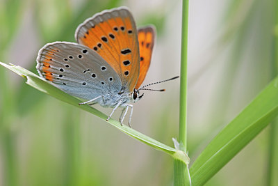 BUITEN BEELD Foto: 263496