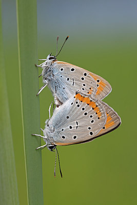 BUITEN BEELD Foto: 263499