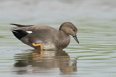 BUITEN BEELD Foto: 263503