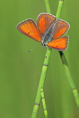BUITEN BEELD Foto: 263522
