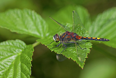 BUITEN BEELD Foto: 263527