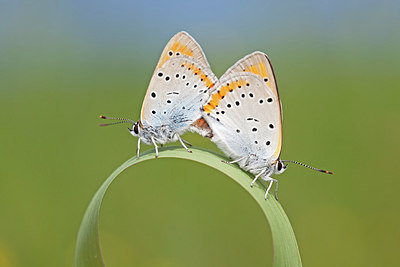 BUITEN BEELD Foto: 263529