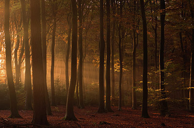 BUITEN BEELD Foto: 263552