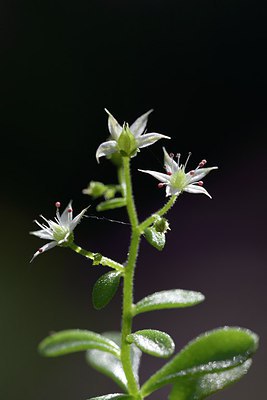 BUITEN BEELD Foto: 263633