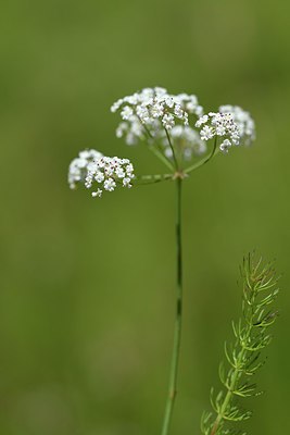 BUITEN BEELD Foto: 263635