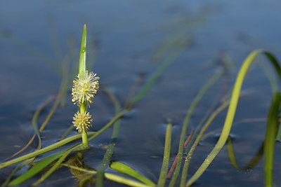 BUITEN BEELD Foto: 263647