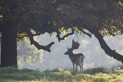 BUITEN BEELD Foto: 263680