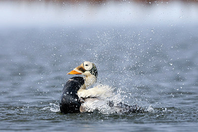 BUITEN BEELD Foto: 263689