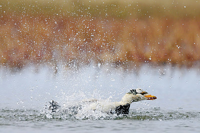 BUITEN BEELD Foto: 263690